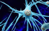 Fibroblast Cells 