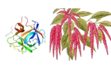 Amaranthus caudatus (ACL/ACA) 