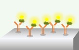 Antibody arrays 
