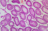 Tissue stains for histology