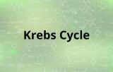 Krebs cycle