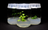 Glass vessels for plant tissue culture