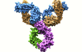 Cross-adsorbed secondary antibodies