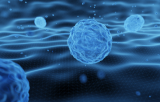 Other stem cells