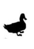 Duck Primary Cells