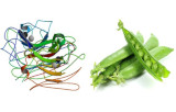 Pisum sativum Lectin (PSA/PSL)