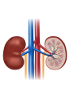 Kidney