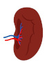 Rabbit Tissue pieces and blocks - Spleen