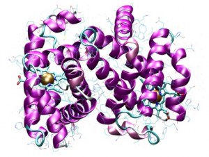 Custom service : Enzyme labeling of antibody