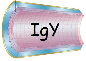 Custom service : Specific IgY purification