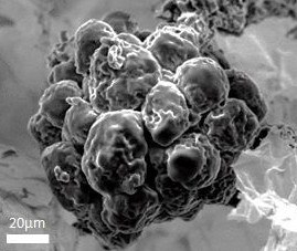 3D culture scaffold for adipocytes