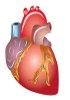 Mouse Primary cells - Cardiac system