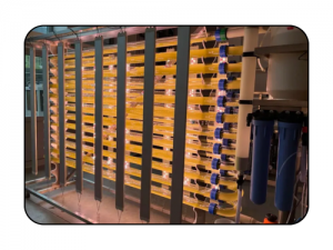 Microalgae-Based Recombinant Protein Expression Services