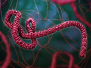 Ebola Virus Disease: Molecular Virology & Clinical Management 2026