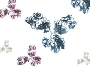 Custom Production of Peptides, Proteins & Antibodies