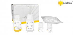30% OFF on 100µl of Rabbit Monoclonal Antibodies