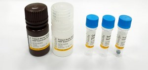 Order Primary Antibodies and Receive a Free Western Blot Kit