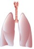 Human Primary cells - Pulmonary system