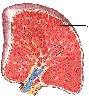 Human primary cells - Spleen