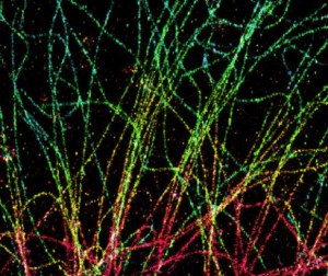 Super-Resolution Microscopy Dyes