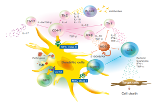 Tetramers and monomers