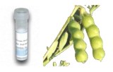 Vicia ervilia (VEA)