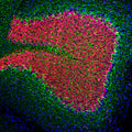 Immunofluorescence of a section of rat cerebellum showing specific labeling of Neurofilament-L (Cat. 1453-NFL, 1:2000, green) and labeling of FOX3/NeuN (Cat. 583-FOX3, 1:5000, red). The anti-NFL strongly labels the axons of basket calls and perikarya and processes of neuronal cells. The anti-FOX3/NeuN labels the nuclei and proximal cytoplasm of neurons. The blue is DAPI staining of nuclear DNA.