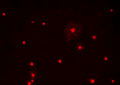 Immunostaining of primary rat oligodendrocytes using anti-Olig1 (Cat. 1537-OLIG1, red, 1:100).
