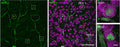 Human ganglion cell layer (GCL) labelled for BNC2 and RBPMS (Cat. 1830-RBPMS) with example RGC11 cells in ROIs. ROI 1 and ROI 2 are shown enlarged on the right. Images in b were 2D median filtered before maximal z-projection of the GCL. Image from publication CC-BY-4.0. PMID: 37880369