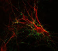 Immunostaining of cultured mouse caudate neurons showing punctate distribution of synapsin (Cat. 1926-SYNP, 1:1000, green) and MAP (red). Cells and photo courtesy of QBMCellScience.
