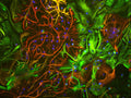 Mixed neuron/glial cultures stained with anti-vimentin (green, 1:500) and rabbit anti-GFAP antibody (Cat. 620-GFAP, red, 1:1000). The blue stains nuclear DNA. Vimentin is expressed alone in fibroblastic and endothelial cells, which are the flattened cells in the middle of the image which appear green. Astrocytes may express primarily GFAP, or GFAP and vimentin, and so appear red (GFAP only) or golden yellow (GFAP and Vimentin).