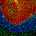 Immunofluorescence of a section of rat cerebellum labeled with anti-GFAP (Cat. 620-GFAP, 1:5000,green), colabeled with anti-calbindin (Cat. 302-CALB , 1:2,000, red), and DAPI staining of nuclear DNA. The anti-calbindin prominently labels the dendrites and perikarya of Purkinje cells in the molecular layer of the cerebellum. The anti-GFAP labels the processes of Bergmann glia in the molecular layer and the astroglia in the granular and white layers of the cerebellum.
