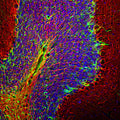Immunofluorescence of a section of rat cerebellum showing specific labeling of Neurofilament H (Cat. 1451-NFH, 1:25,000, red) in nuclei of neurons and specific labeling of GFAP (Cat. 620-GFAP, 1:5000, green) in astrocytes and other glial cells, and DAPI staining of nuclear DNA.