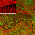 Immunofluorescence of a section of rat cerebellum labeled with anti-visinin-like 1 protein (Cat. 2145-VSNL1, 1:500, red) and anti-GFAP (Cat. 620-GFAP, green, 1:5000). The anti-VSNL1 revels protein expressed in the granule cell menbranes and in synapses in the white matter and molecular layers. The anti-GFAP reveals protein expressed in the processes of Bergmann glia and astroglia.