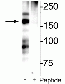 Western blot of rat hippocampal lysate showing specific immunolabeling of the ~180 kDa NR2B subunit of the NMDAR phosphorylated at Ser1166 in the first lane (-). Phosphospecificity is shown in the second lane (+) where immunolabeling is blocked by preadsorption of the phosphopeptide used as the antigen, but not by the corresponding non-phosphopeptide (not shown).