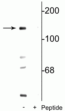 Western blot of mouse brain lysate showing specific immunolabeling of the ~140 kDa NR2C subunit of the NMDA receptor phosphorylated at Ser1096 in the first lane (-). Phosphospecificity is shown in the second lane (+) where immunolabeling is blocked by preadsorption of the phosphopeptide used as the antigen, but not by the corresponding non-phosphopeptide (not shown). 