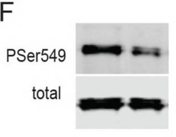 In vivo inhibition of Cdk5 assessed via quantitative immunoblot for P-Ser549 (cat. p1560-549)/total Synapsin I  in rat hippocampus after treatment with 50 mg/kg 25–106. Image from publication CC-BY-4.0. PMID: 36854738