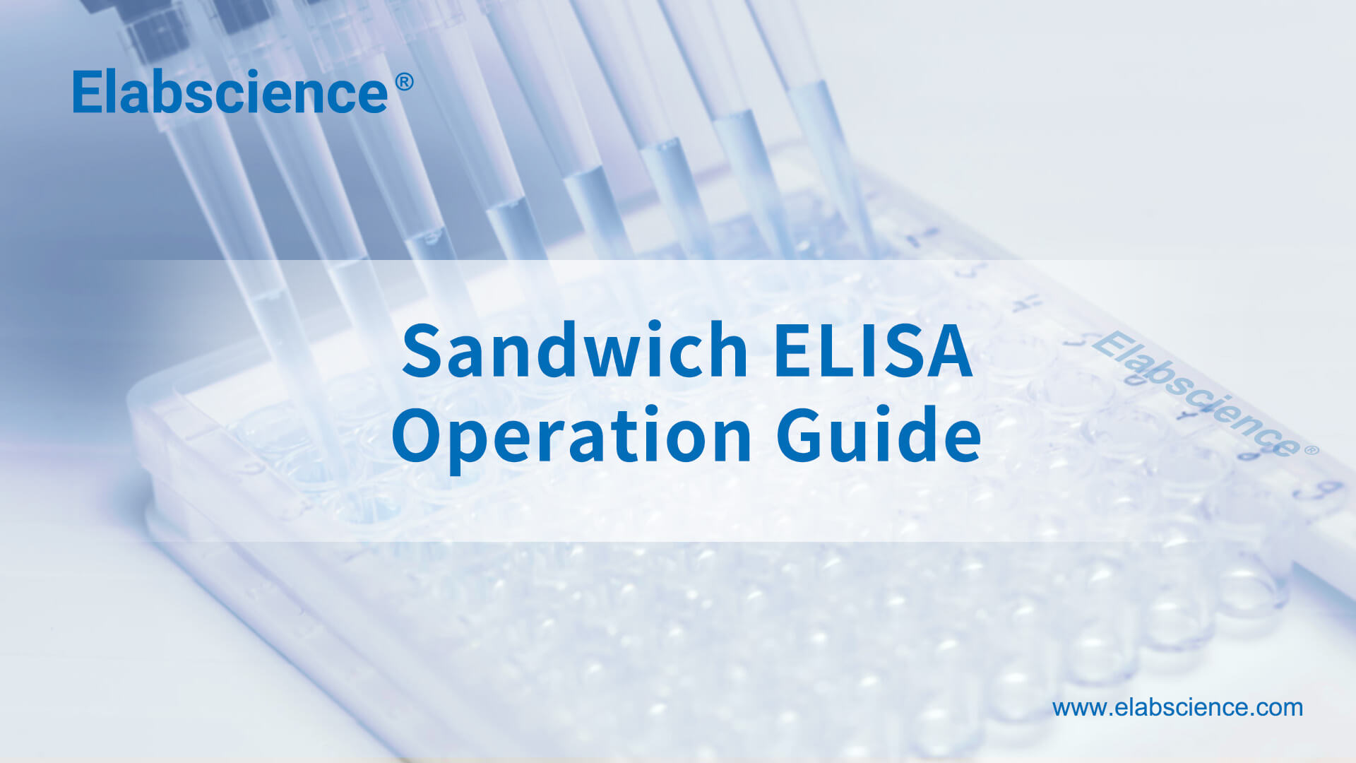 Sandwich ELISA Operation Guide Video