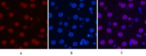 Fig.7. Immunofluorescence analysis of rat liver tissue. 1, Histone H3 Monoclonal Antibody (2D10) (red) was diluted at 1:200 (4°C, overnight). 2, Cy3 Labeled secondary antibody was diluted at 1:300 (room temperature, 50min). 3, Picture B: DAPI (blue) 10min. Picture A: Target. Picture B: DAPI. Picture C: merge of A+B.