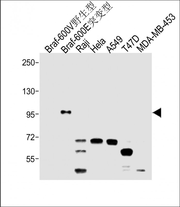 WB - BRAF V600E Antibody(C-Term) AP22342b