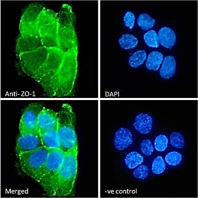 IF - Goat Anti-ZO-1 Antibody AF2206a