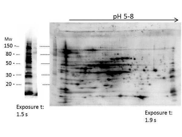  - Anti-Low Molecular Weight E.Coli Protein Host Cell Protein (HCP) Antibody ASR3756