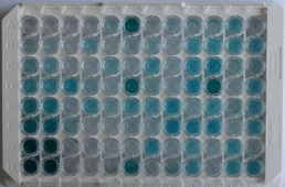 ELISA Kit for Transforming Growth Factor Beta 1 (TGFb1)
