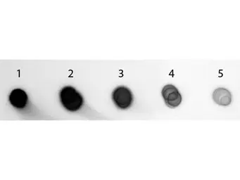 Goat Anti-Guinea Pig IgG antibody, pre-adsorbed (AP). GTX27140