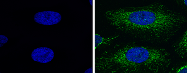 Fluoroshield™ with DAPI. GTX30920