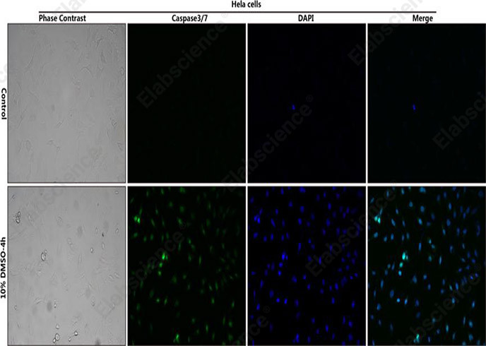 Caspase 3/7 and DAPI Double Staining Kit - 1