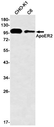 Recombinant ApoER2 Monoclonal Antibody - 1