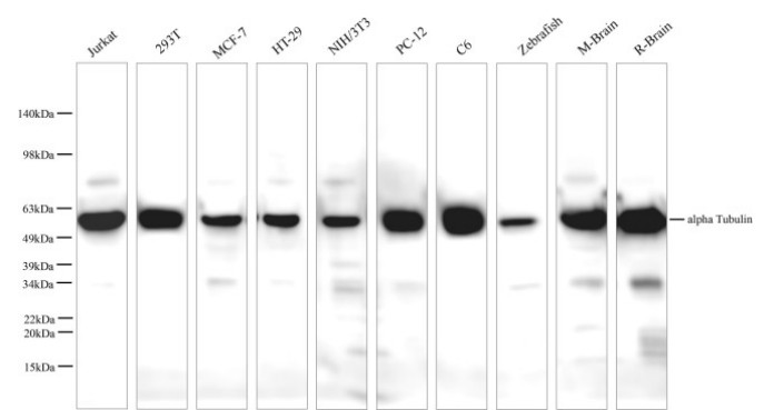 alpha Tubulin Monoclonal Antibody - 1