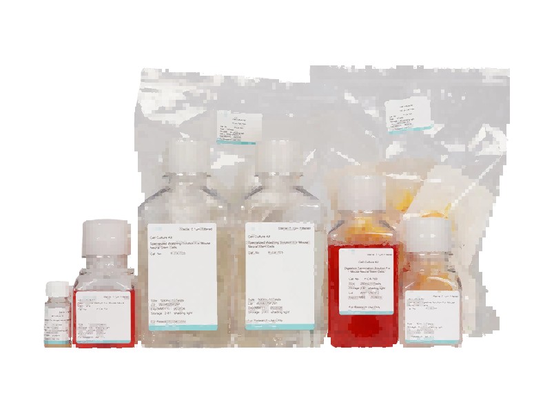 Mouse Neural Stem Cell Isolation and Culture Kit - 3