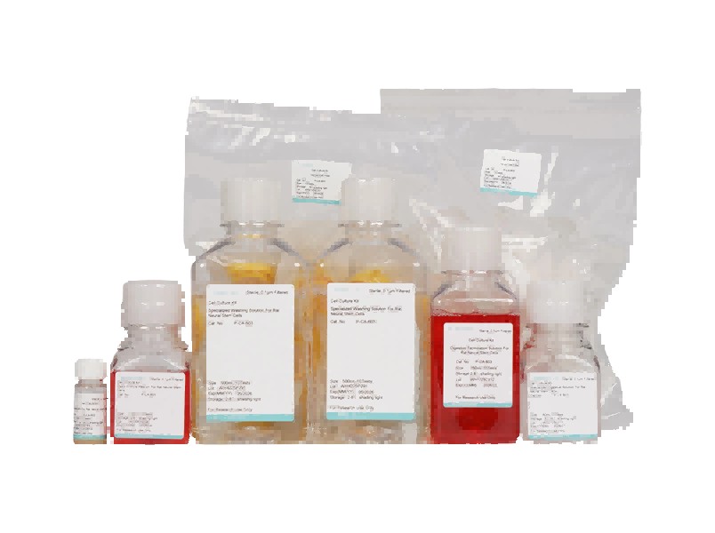 Rat Neural Stem Cell Isolation and Culture Kit - 3